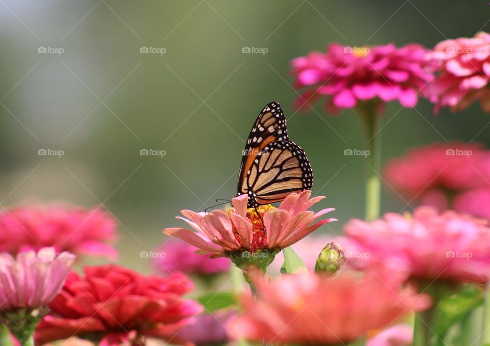 the beauty of nature