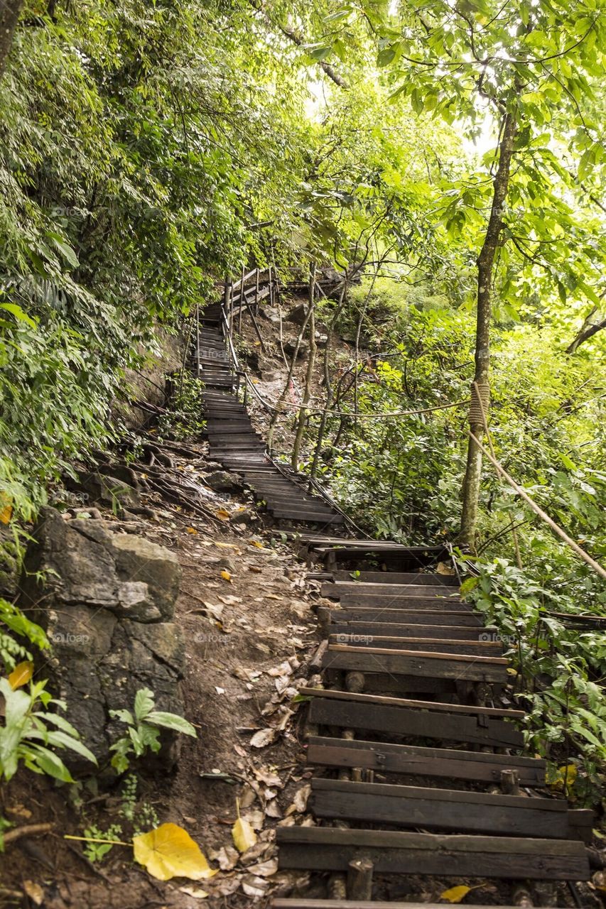 Jungle cliff stairs 