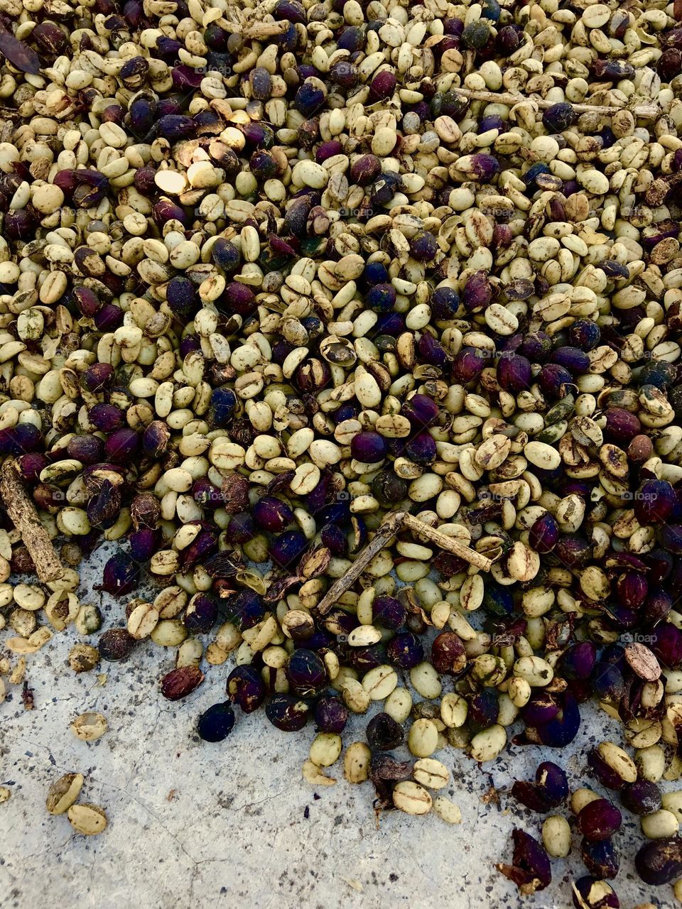 Coffee Cherries Drying, Brazil