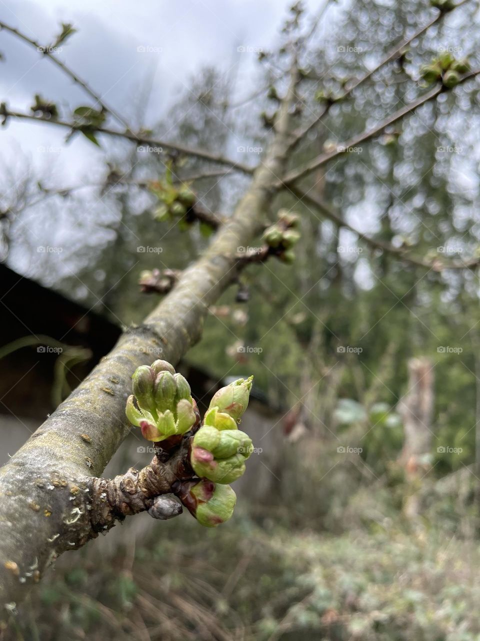 Cherry Tree leaf buds