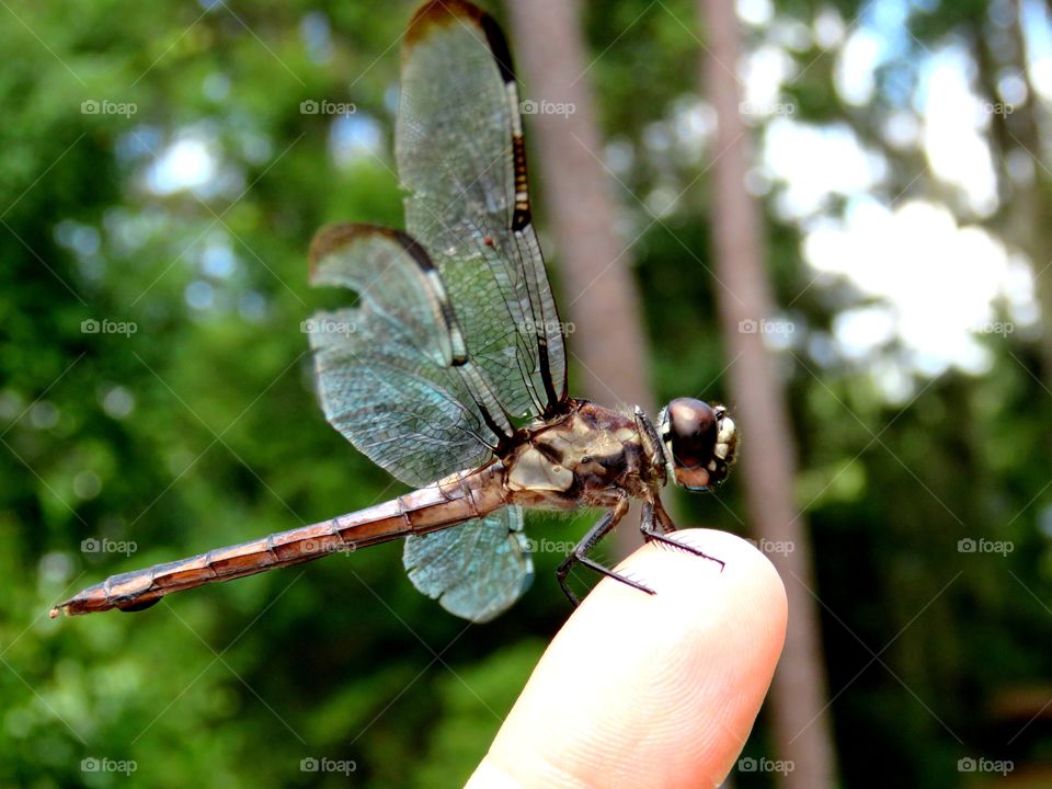 dragonfly friend
