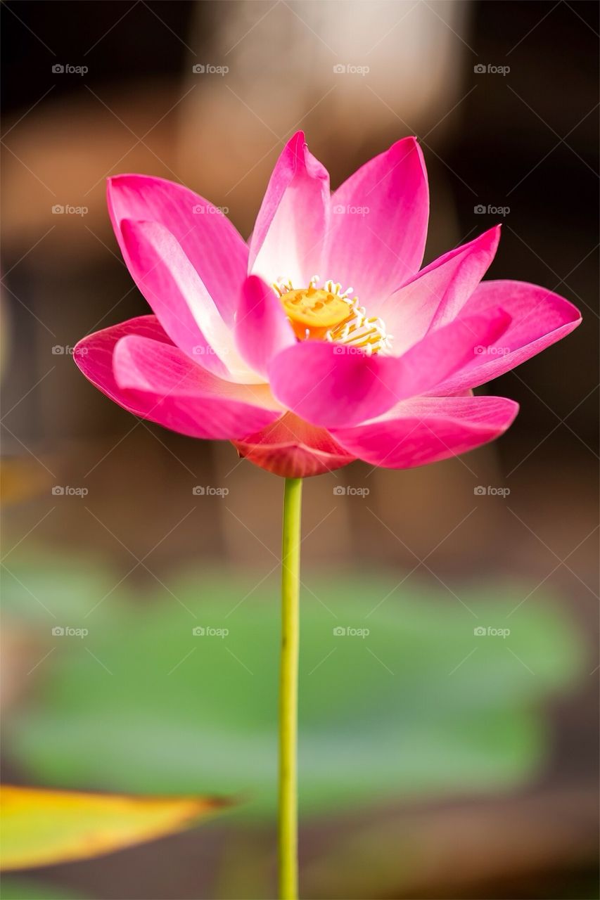 Lotus