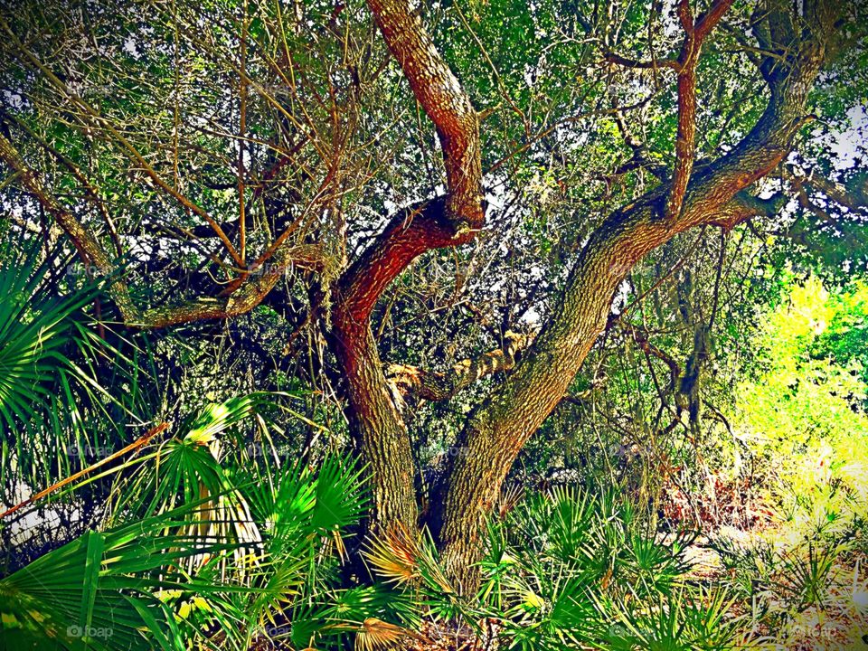 Oak tree. Oak tree in the sweet light of the golden hour.