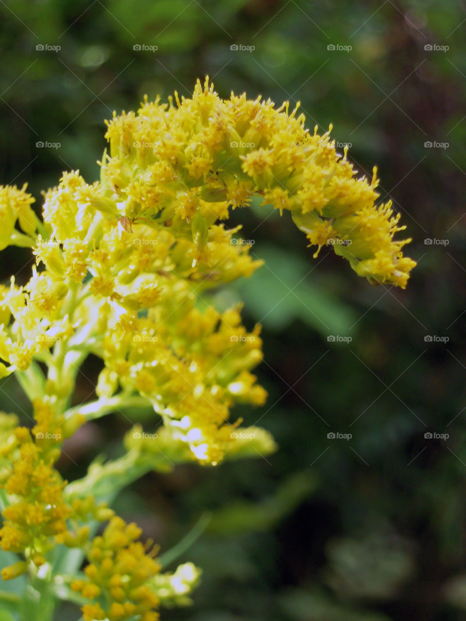 flat topped oligoneuron yellow tiny flowers surface selective focus close