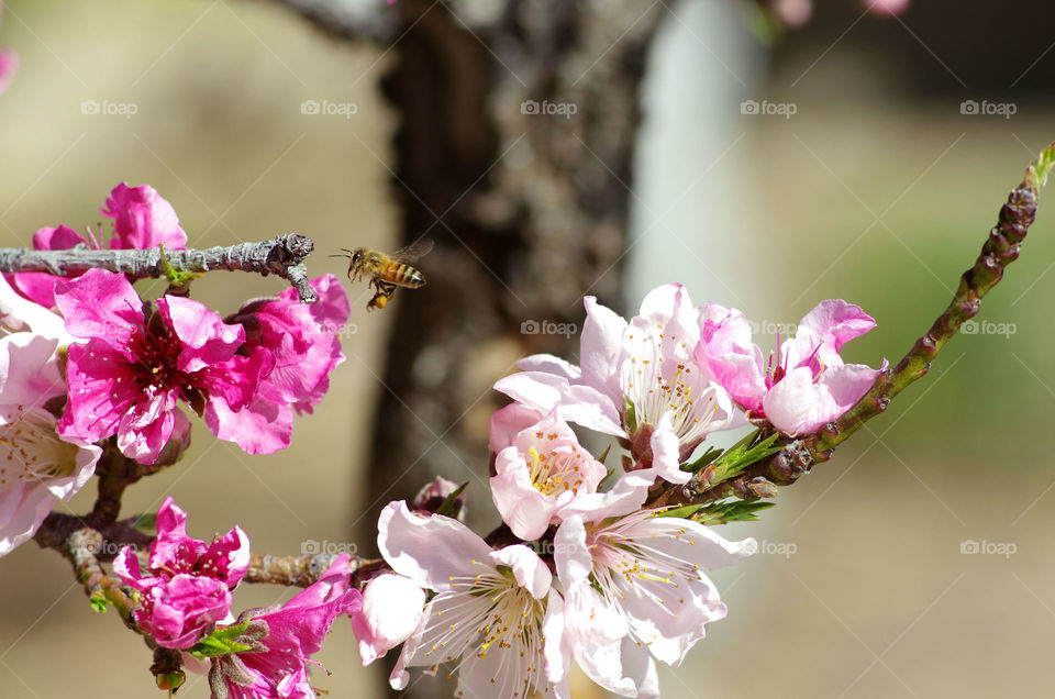 Bee flying near flower