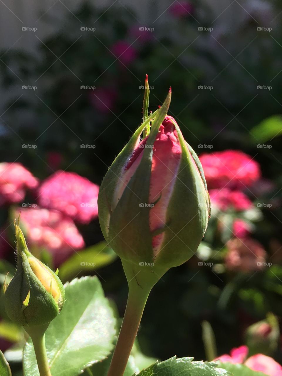 Springtime pink rosebud about to open, along with first blooms in garden, concepts also love, relationships, romance, botany, gardening. Room for text, copy, selective, focus, close-up.