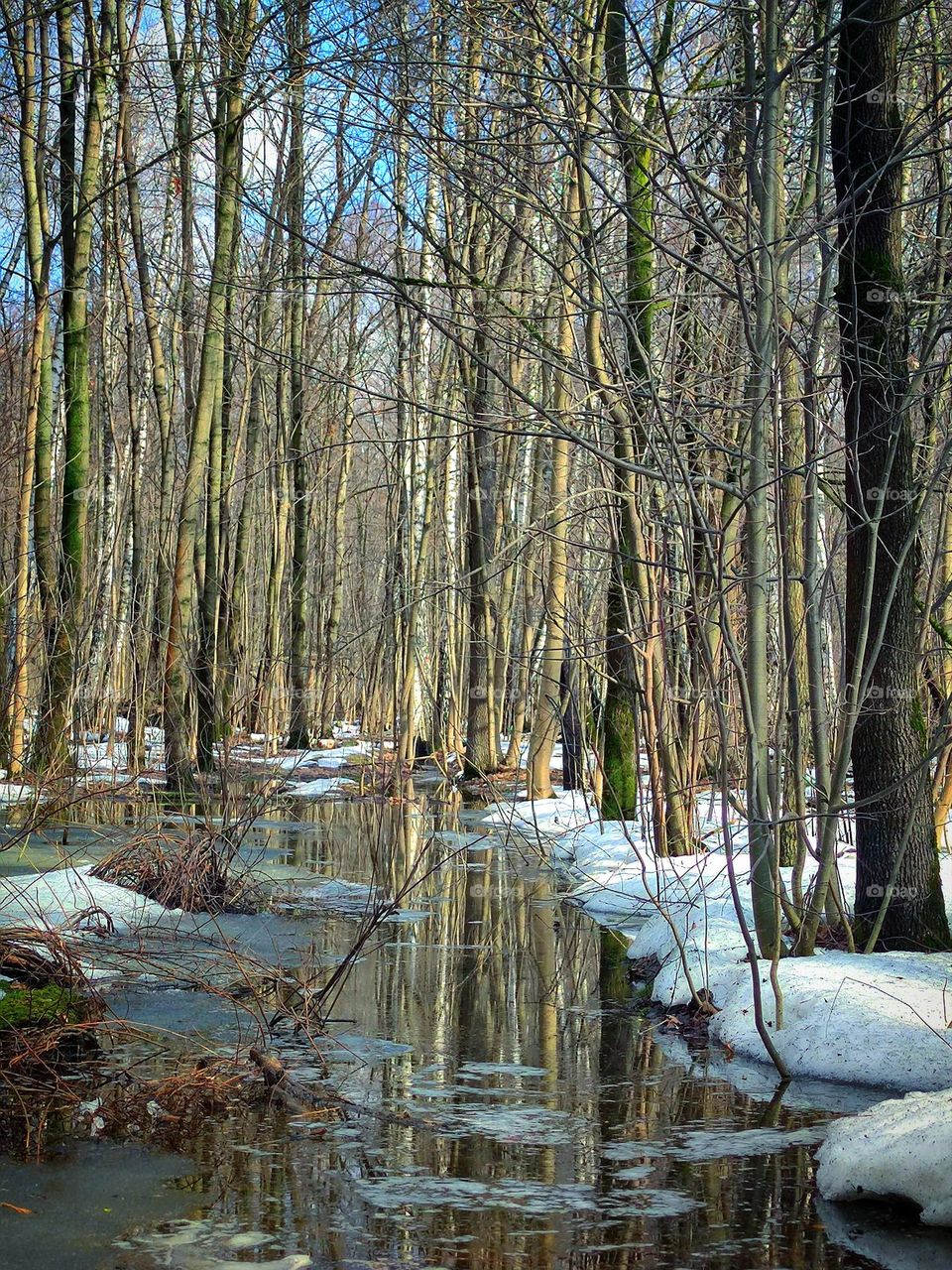 Spring in the forest.  Trees stand without leaves.  White snow lies on the ground, which melts and turns into large puddles.  Trees and blue sky reflect in puddles of water