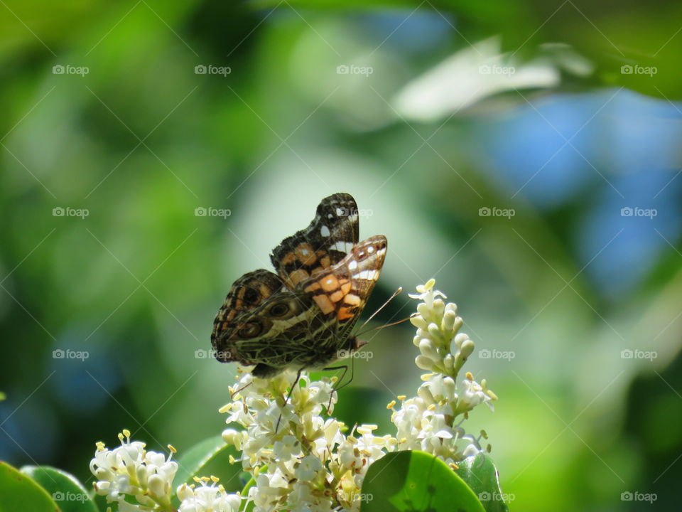 American lady butterfly