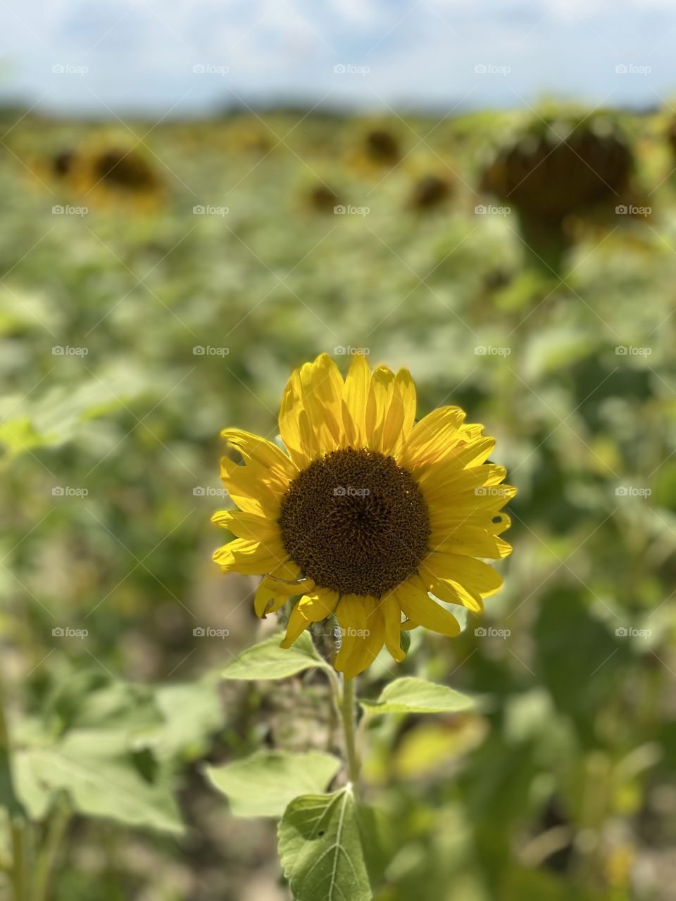Sunflower field 