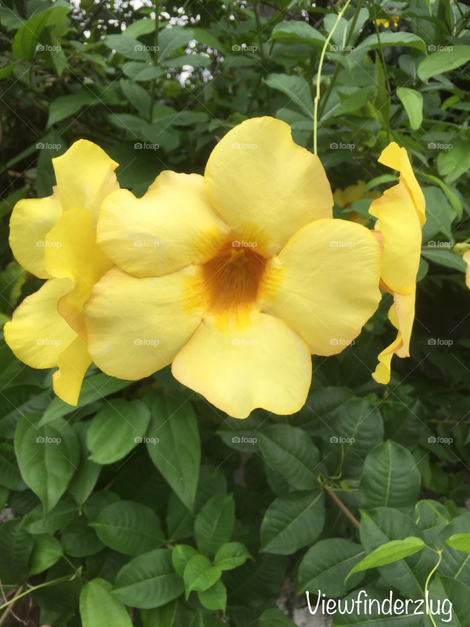 The ‘ Yellow Bell ‘ 