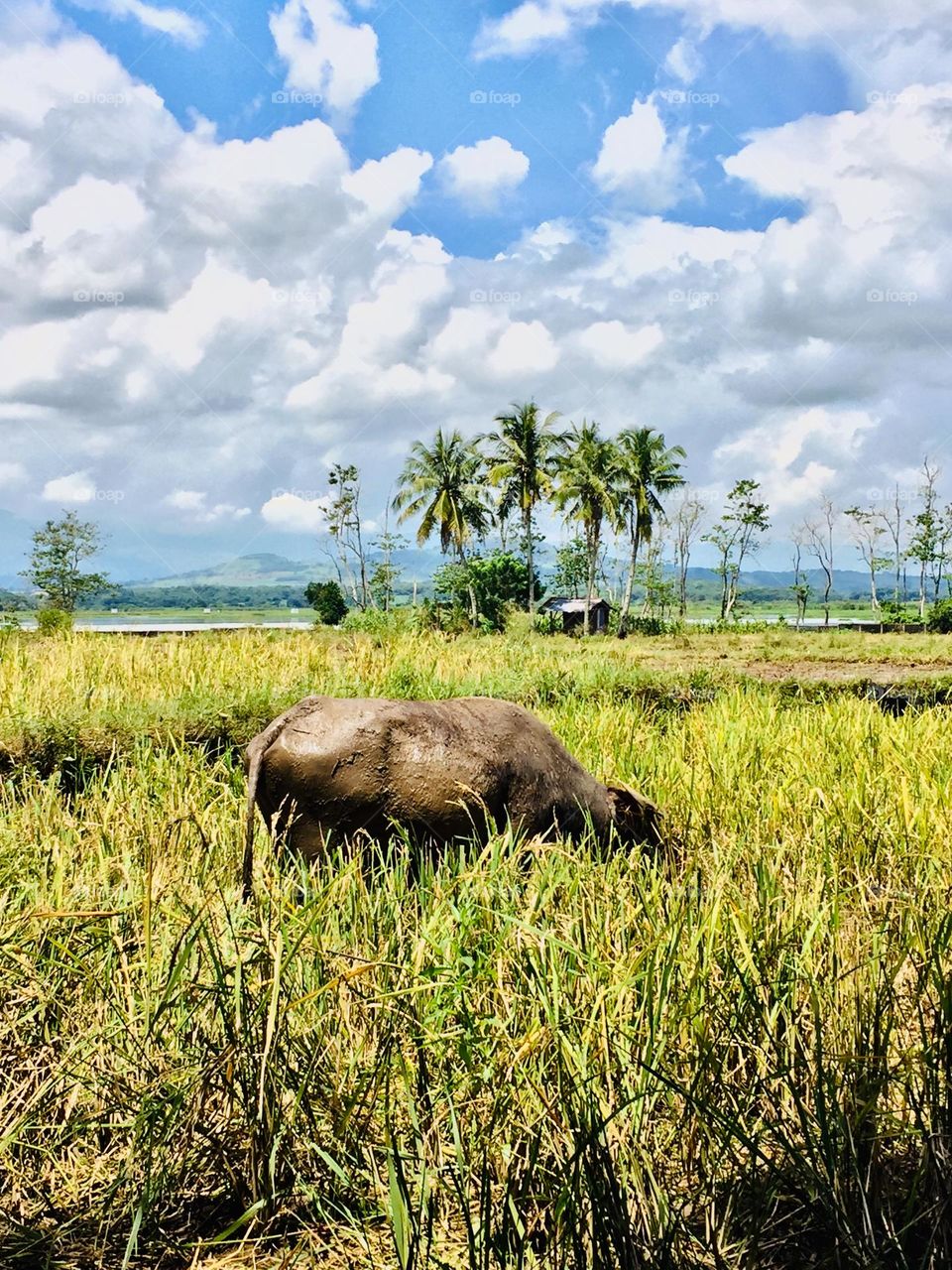 A carabao on the newly harvested rice fields 