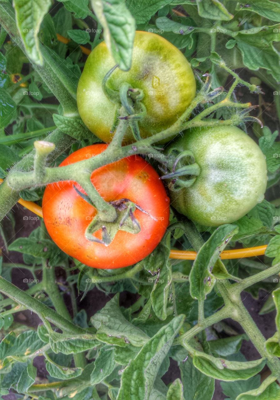 Tomatoes on the Vine