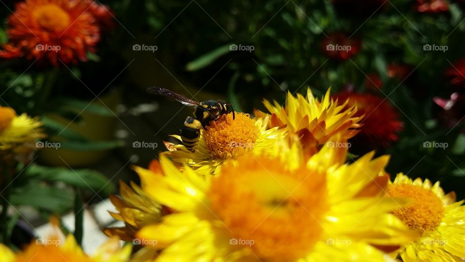 wasp on yellow flowers