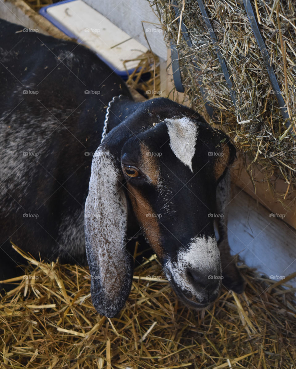 Goat at the county fair