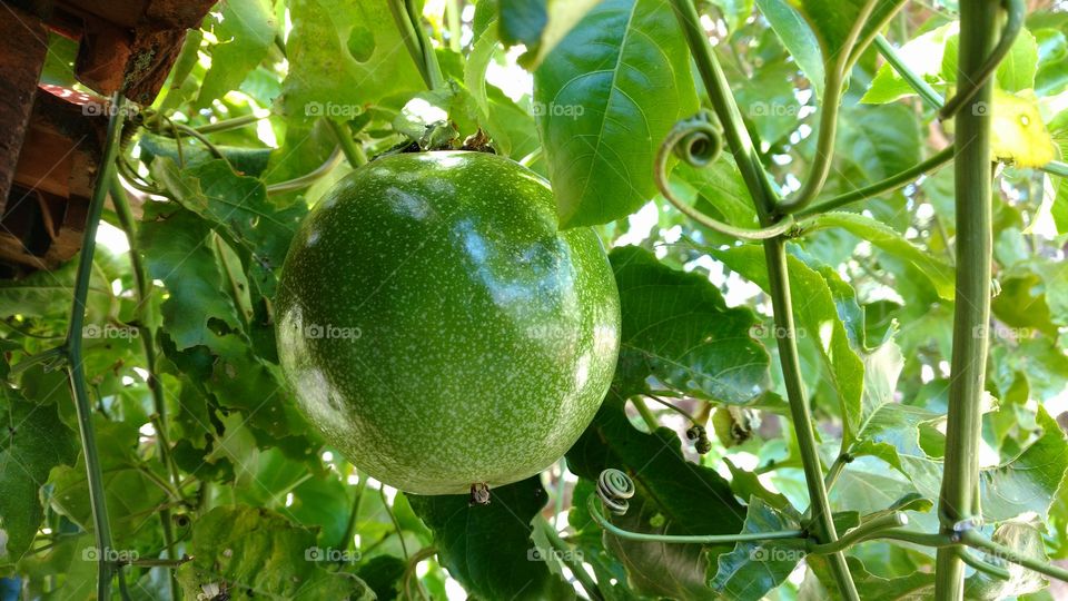 Fruto. Maracujá verde, ainda no pé.