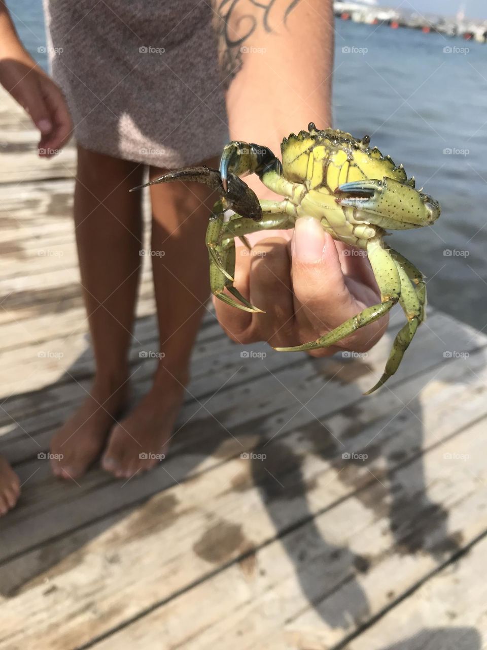 Crab 