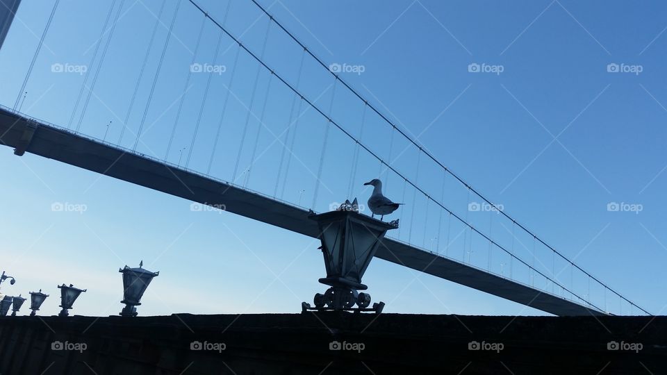 sea bird and the bridge