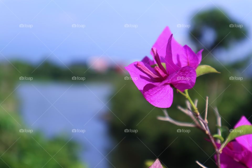 portrait of a flowers