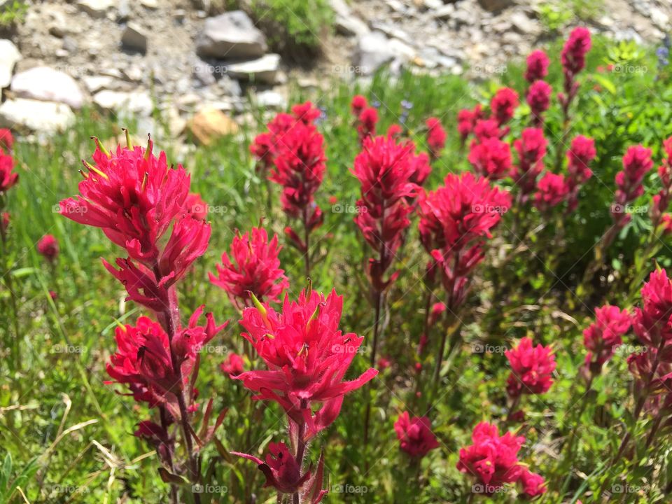 Magenta Paintbrush Wildflowers