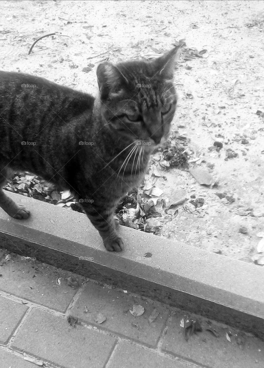 Grey beautiful serious cat outdoors 
in closeup