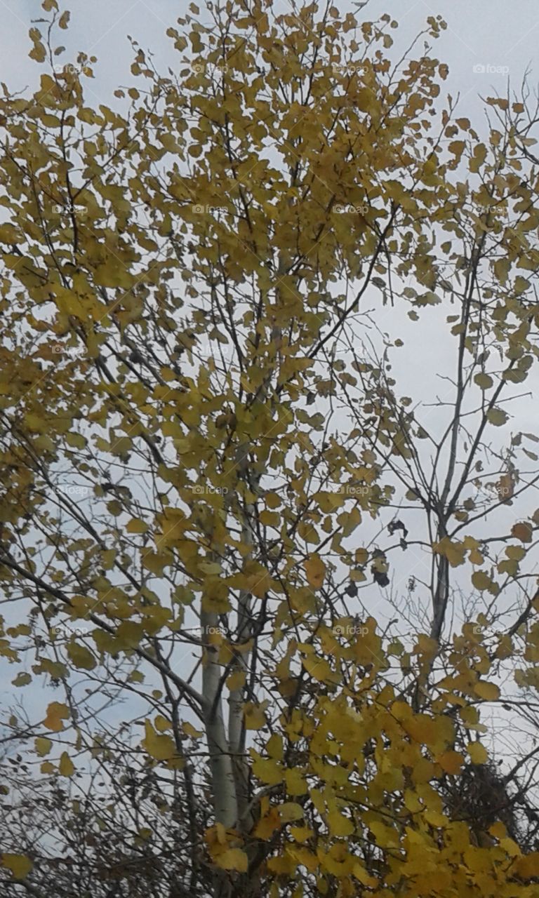 tree leaf under the fair weather