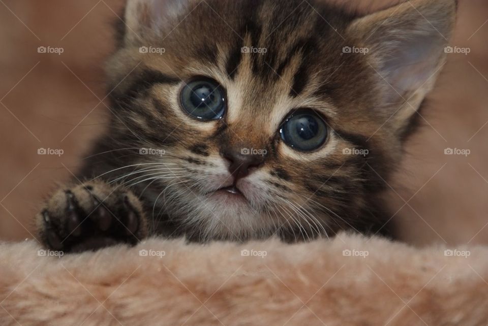 Cute kitten