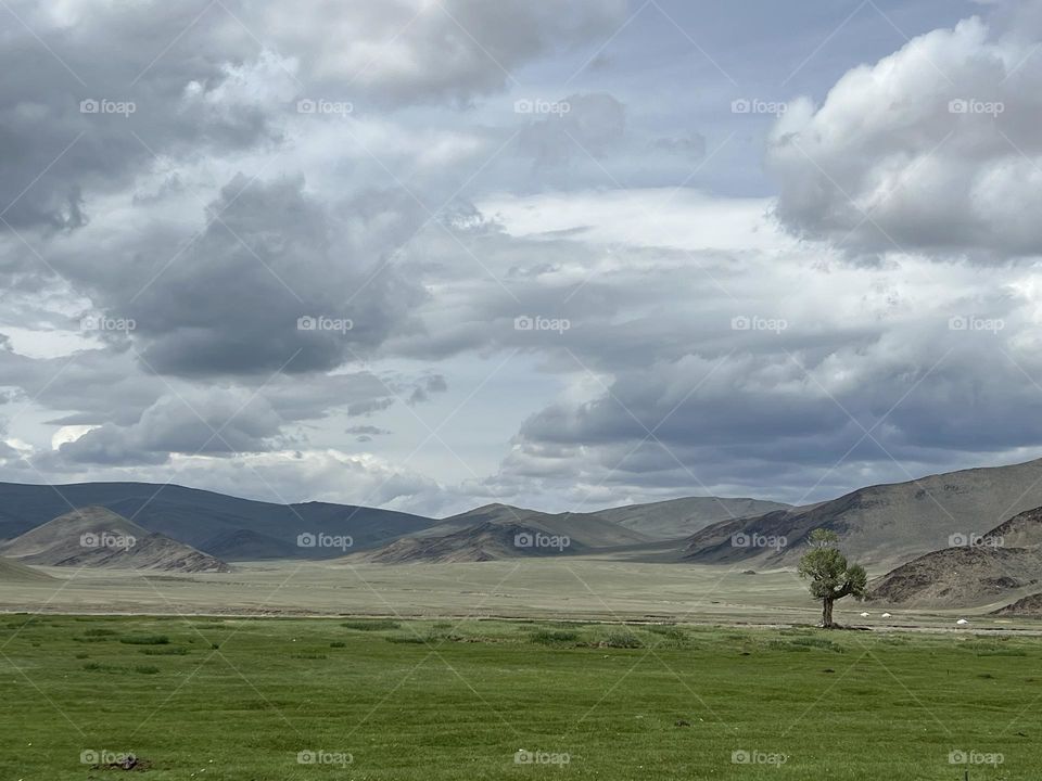 Lone tree, Mongolia 