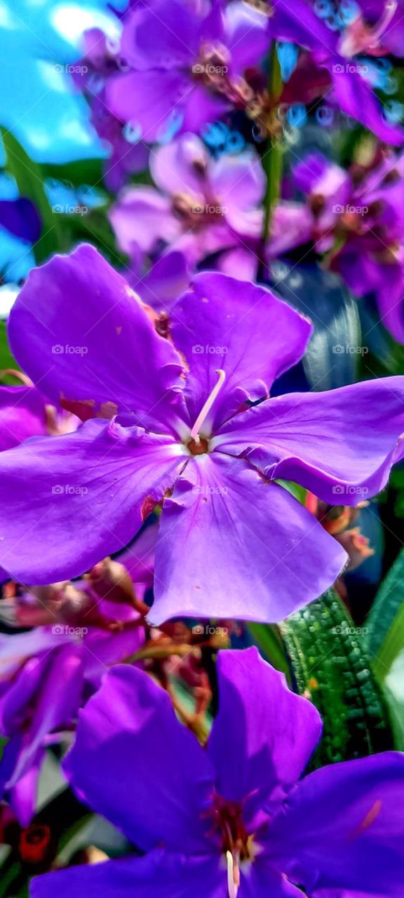 Purple flower of the tree "manacá-da-serra" (Tibouchina mutabilis) which is pioneer of the Brazilian Atlantic Forest. Other known names are: Cuipeúna, Jacatirão, Flor-de-may, Flor-de-quaresma, Pau-de-flor.