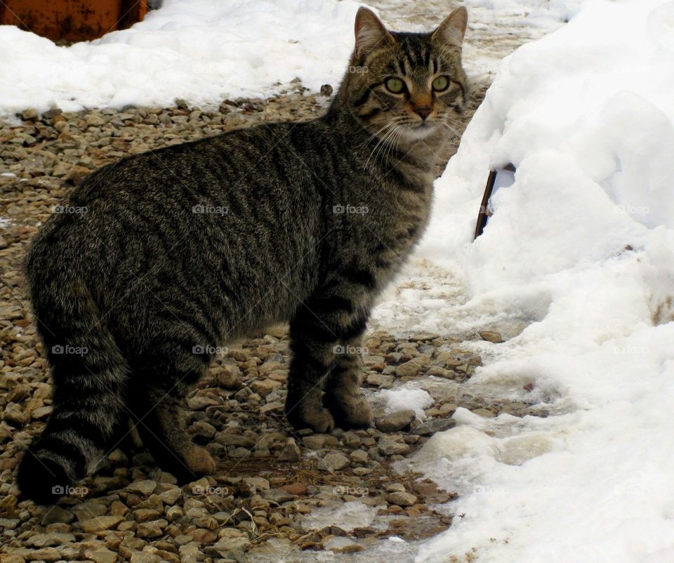This is a picture of a beautiful tiger striped momma cat on the gravel with snow all around.