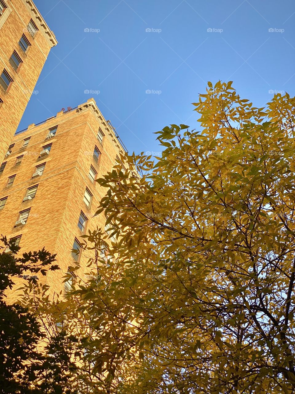 Exterior of a modern building New York with trees turning colors in Autumn.