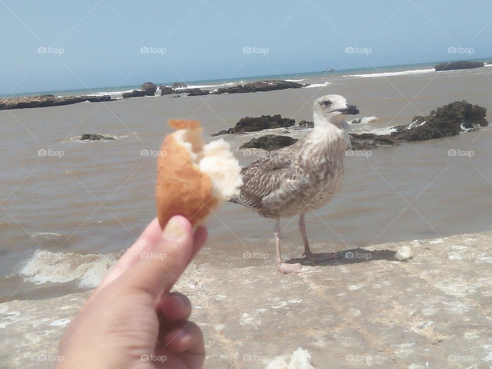 Im feeding the seagulls