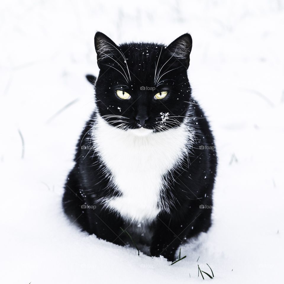 Black and white cat sitting in snow and glancing with foxy facial expression 
