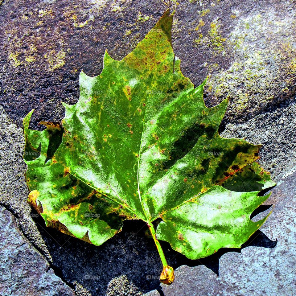 Autumn Leaf (I used the photo editor on phone to make it the bright green color!)