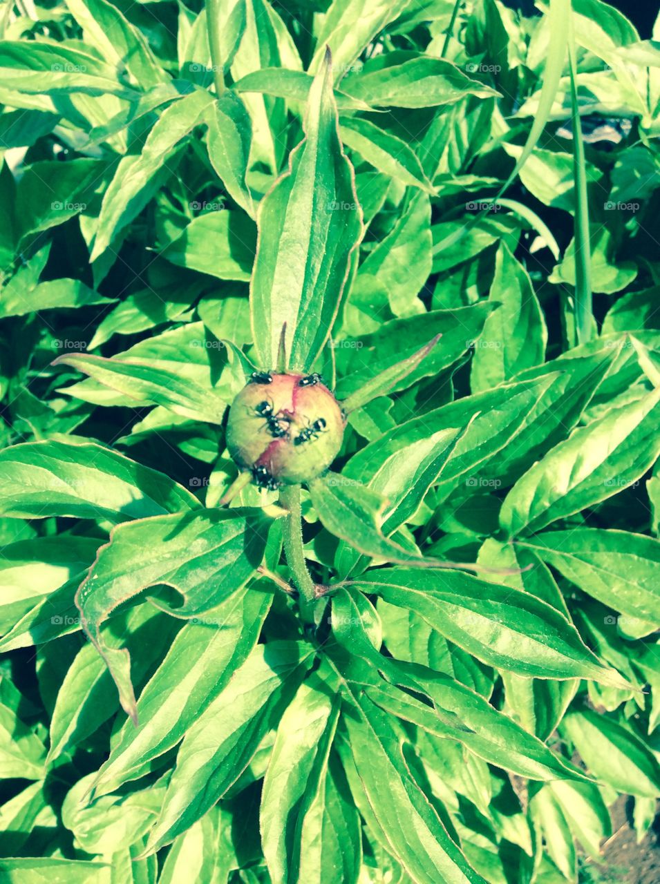 Ants love Peonies
