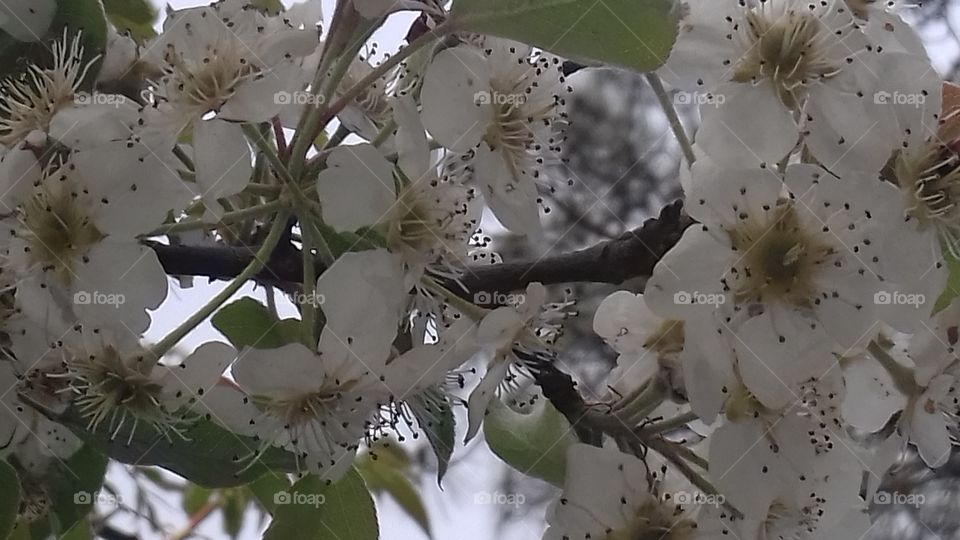 White flowers