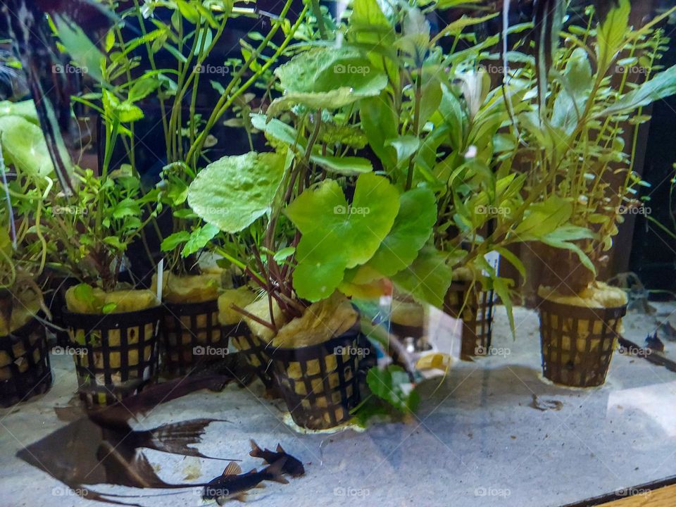 Aquatic plants for the aquarium