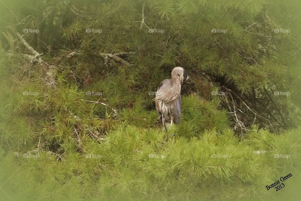 Bird