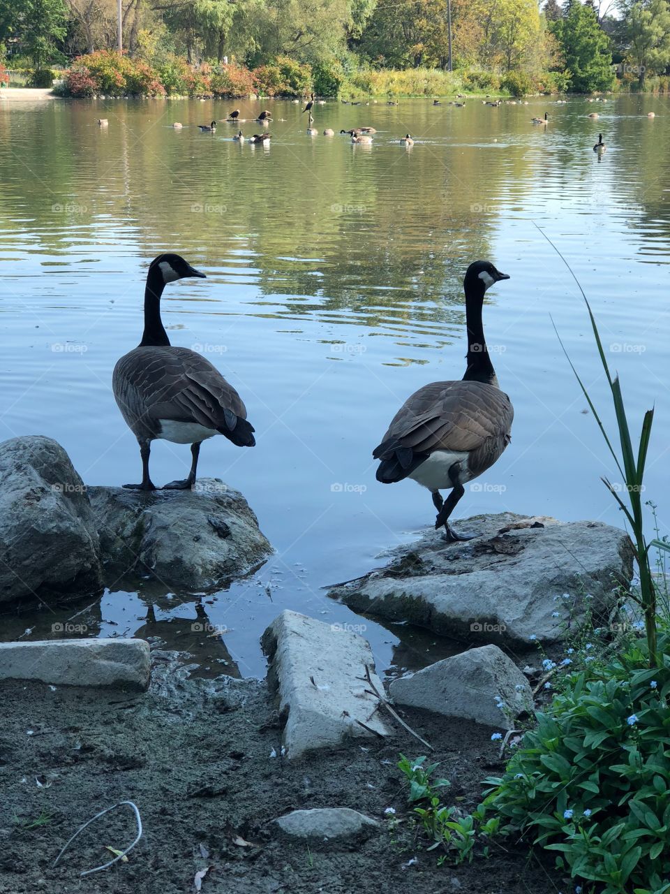 Canada geese at toogood pond 