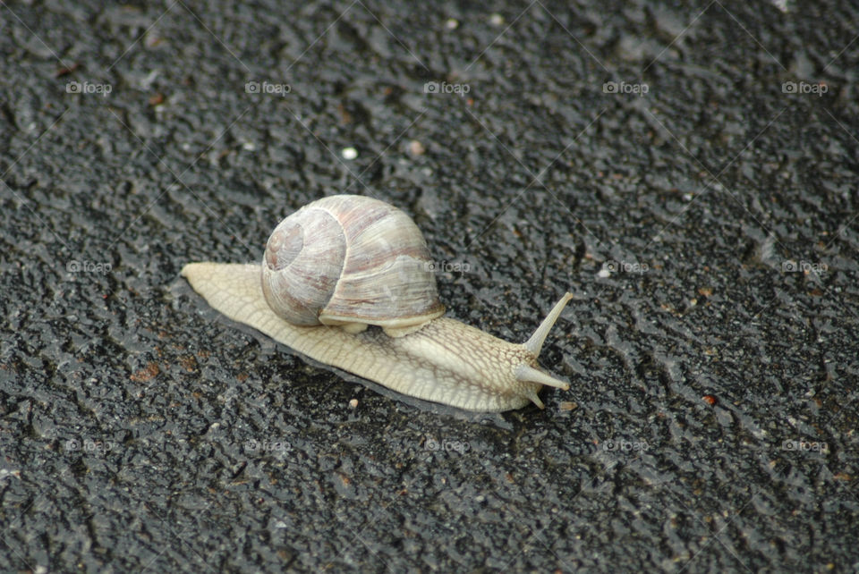 snail