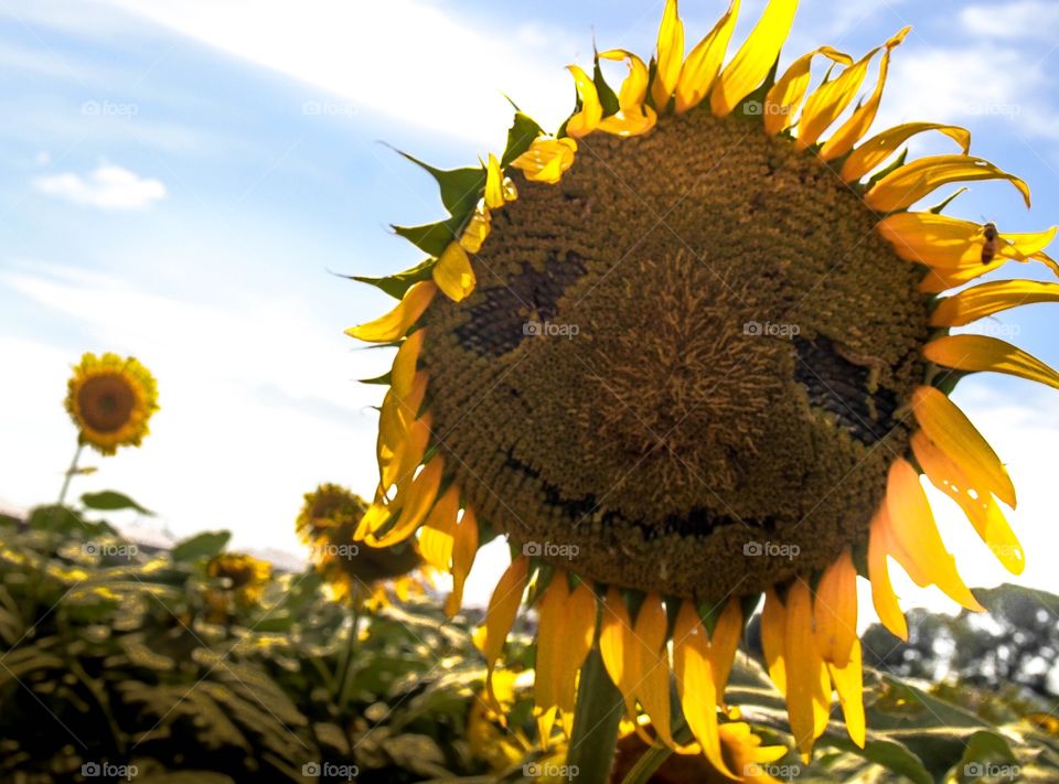 Smiley sunflower
