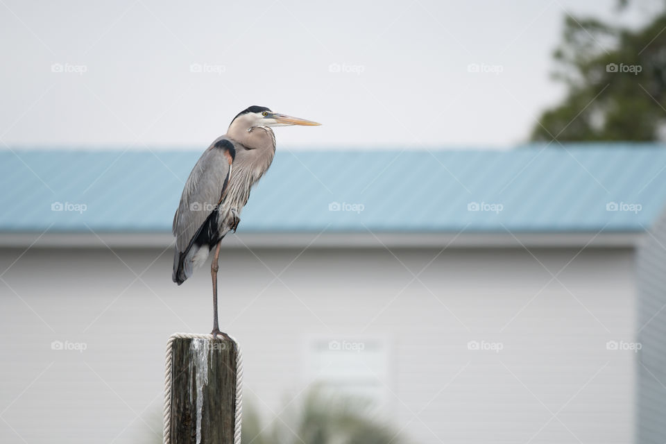 Bird, Wildlife, Water, Portrait, No Person