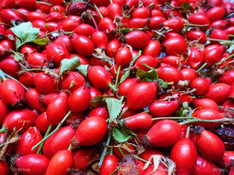 red rosehip berries