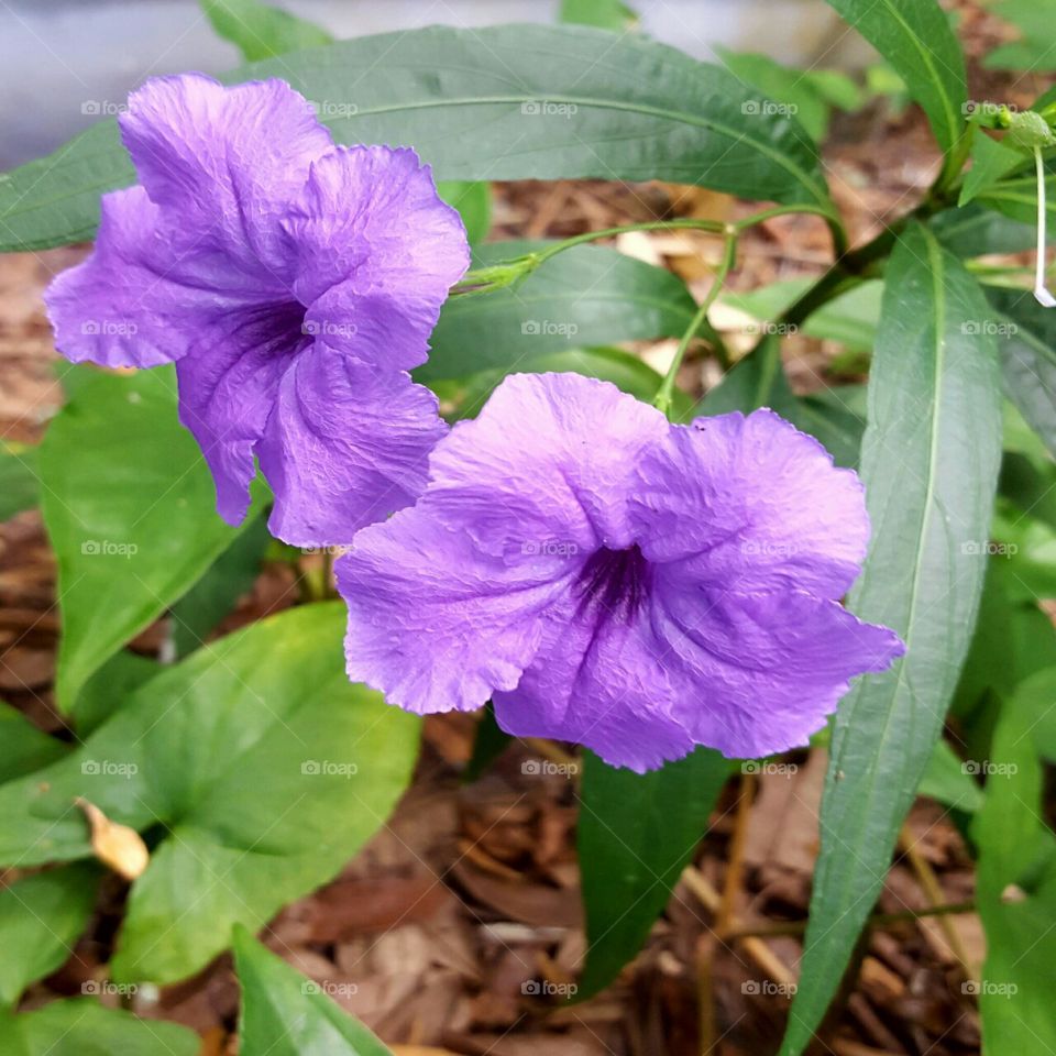 purple ruellia