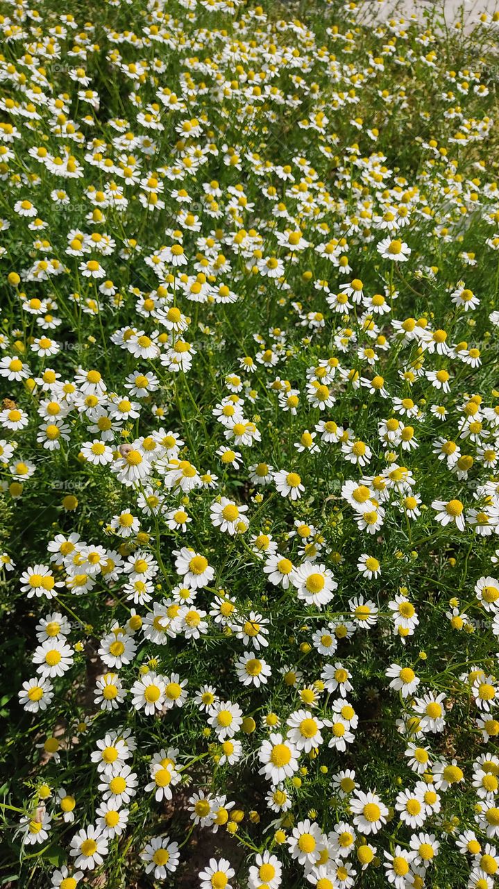 Chamomile field