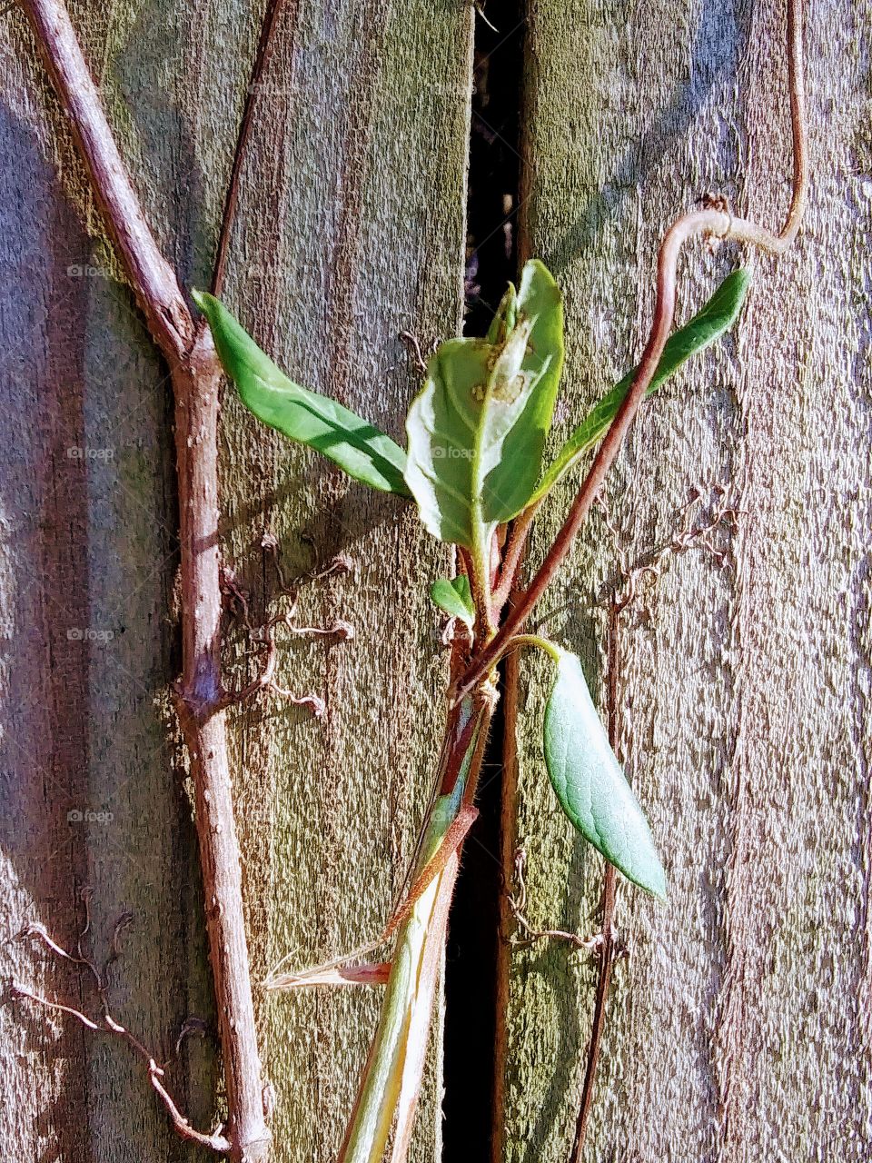 green leaves on a vine