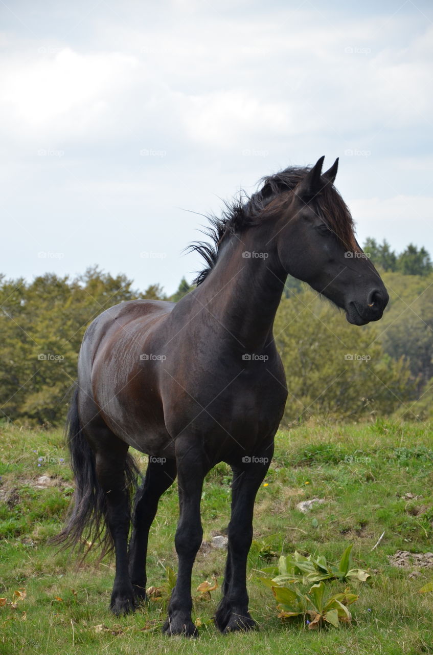 look at this magnificent black horse in the mountain full of greenery with the mane in the wind