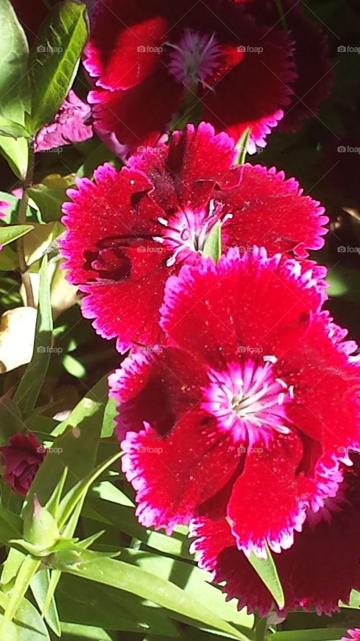 Dianthus