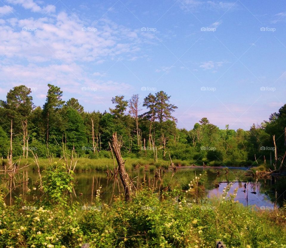 Scenic view of nature