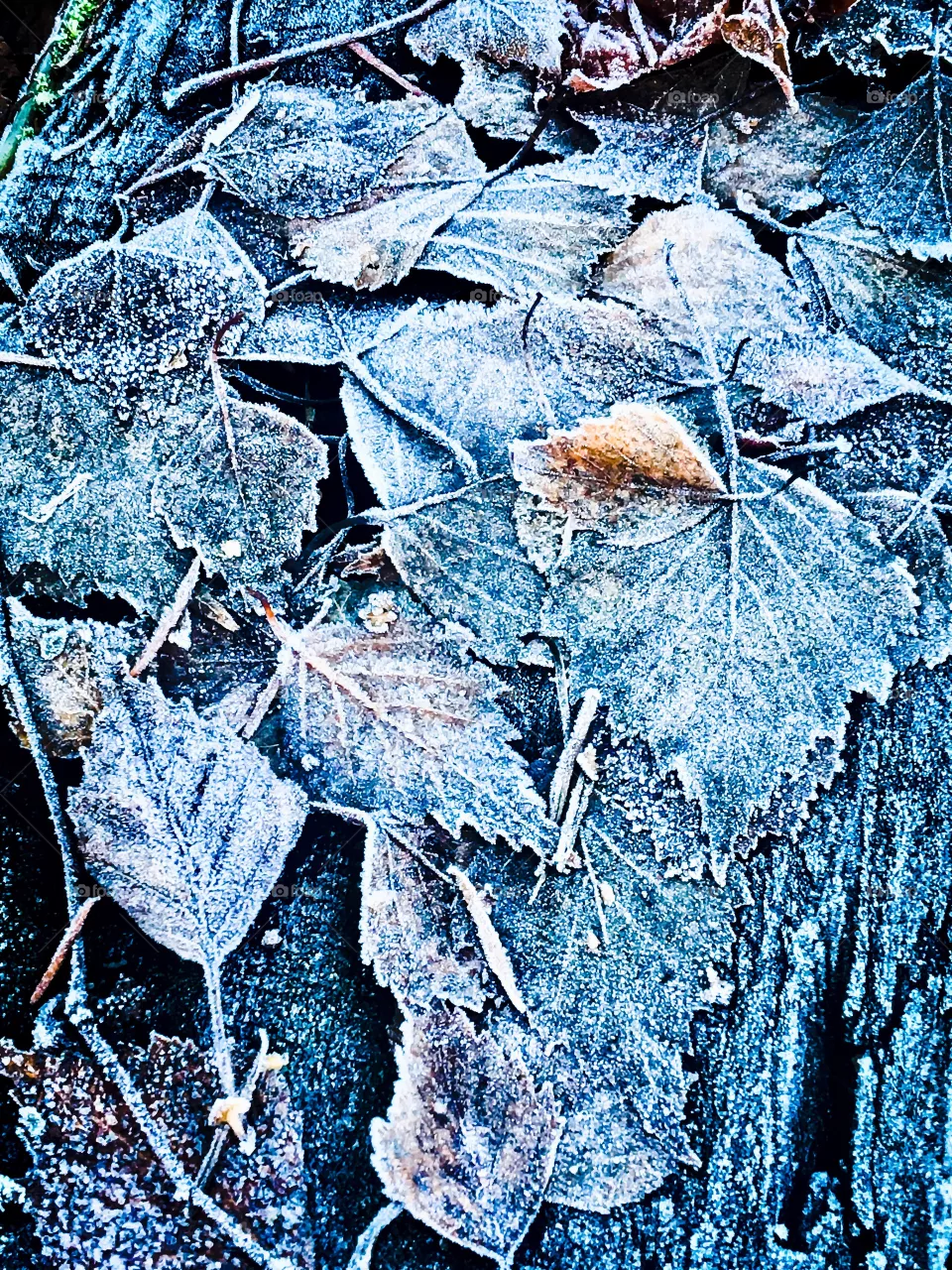 Hoarfrost