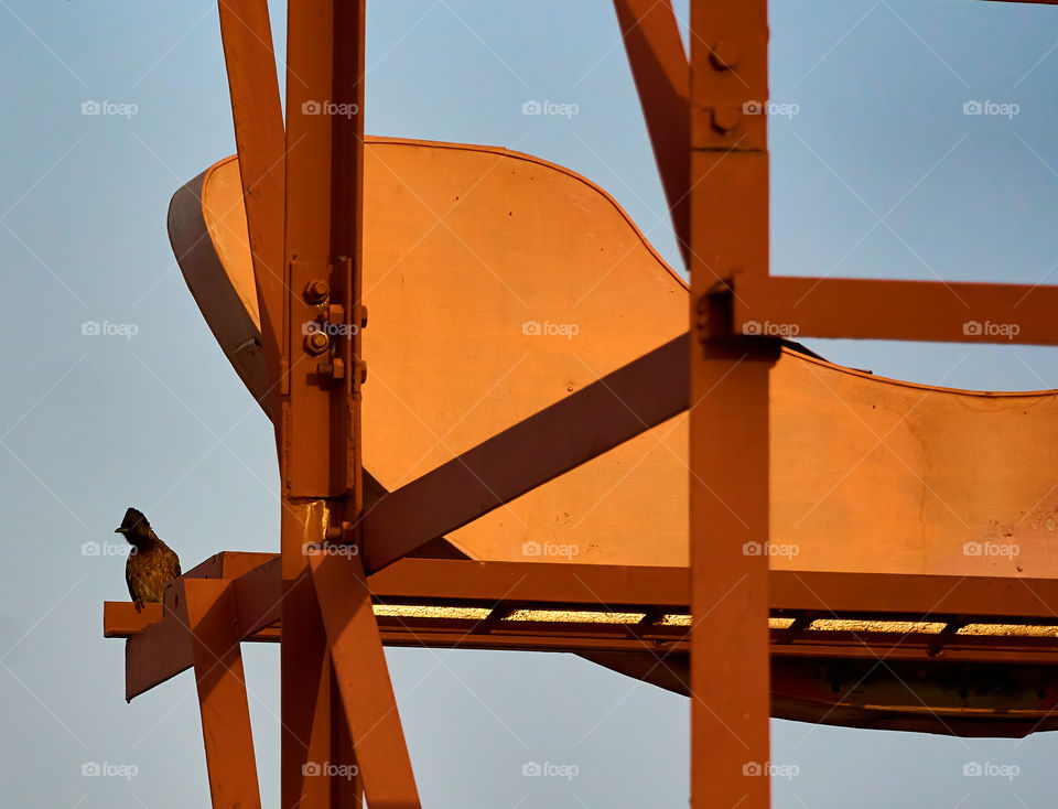 Steel holding - Red vented bulbull bird - Morning sun light